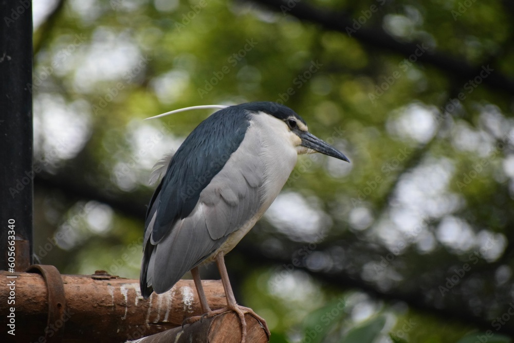 Fototapeta premium Closeup of black-crowned night heron perched on a tree