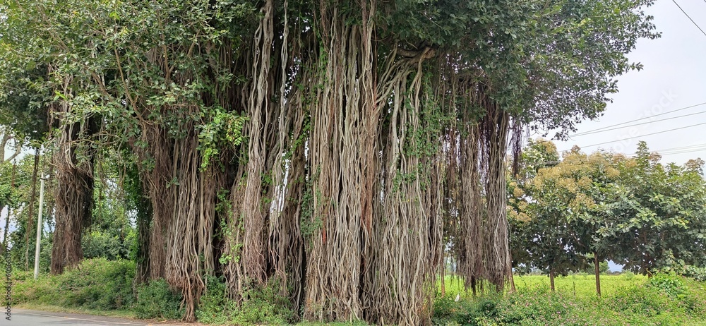 Obraz premium Green landscape with banyan trees in the park