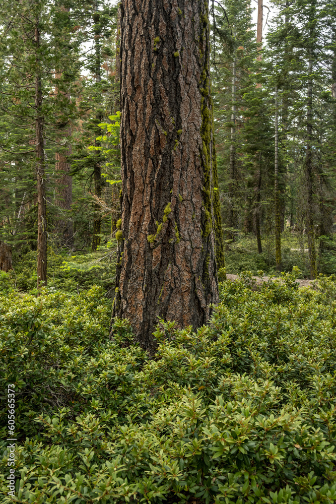 Thick Forest in Yosemite with Pines and White Thorn Bushes Thick Forest in Yosemite with Pines and White Thorn Bushes