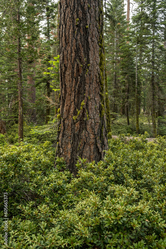 Thick Forest in Yosemite with Pines and White Thorn Bushes