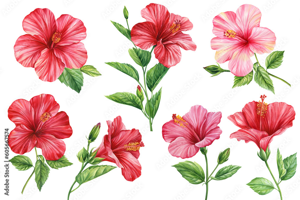 Hibiscus flowers set, isolated white background, botanical illustration, tropical flower, red floral elements watercolor Hibiscus flowers set, isolated white background, botanical illustration, tropical flower, red floral elements watercolor