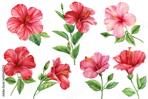 Hibiscus flowers set, isolated white background, botanical illustration, tropical flower, red floral elements watercolor