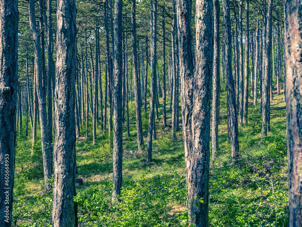 Naklejka premium forest in spring time