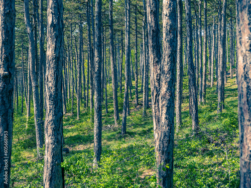 forest in spring time