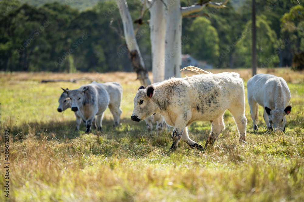 Obraz premium Speckle park cows and cattle on a regenerative native pasture farm. Sustainable beef production in the wilderness. cattle grazing on long grass. Beautiful Farming landscape in lush green grass