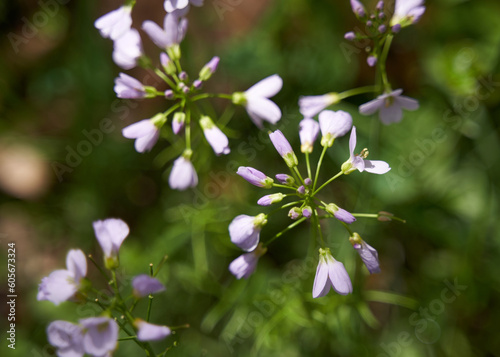 Violet flowers