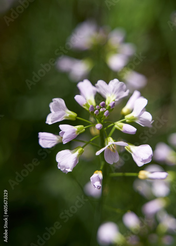 Violet flowers