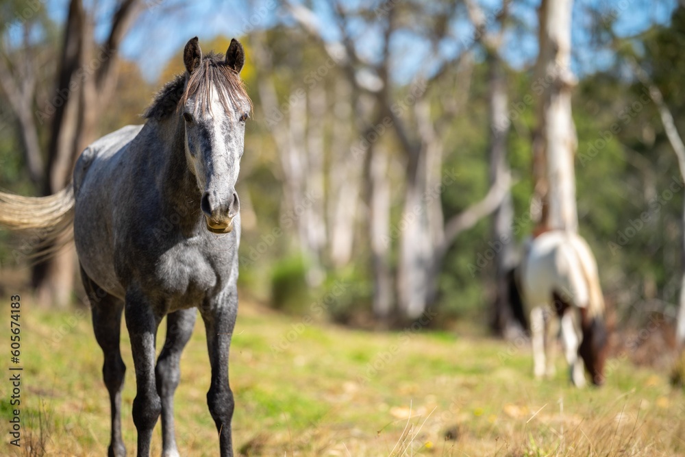 Fototapeta premium horse in the field