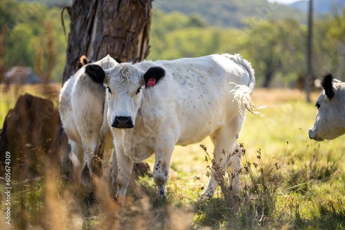 Herd of speckle park cows with horn in a field grazing on pasture on a regenerative  organic  sustainable farm in springtime. Lush green grass