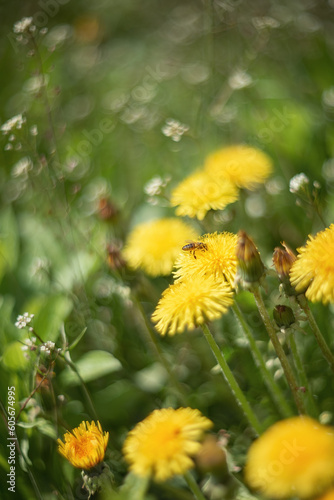 Photo of a bee on a yellow dandelion.