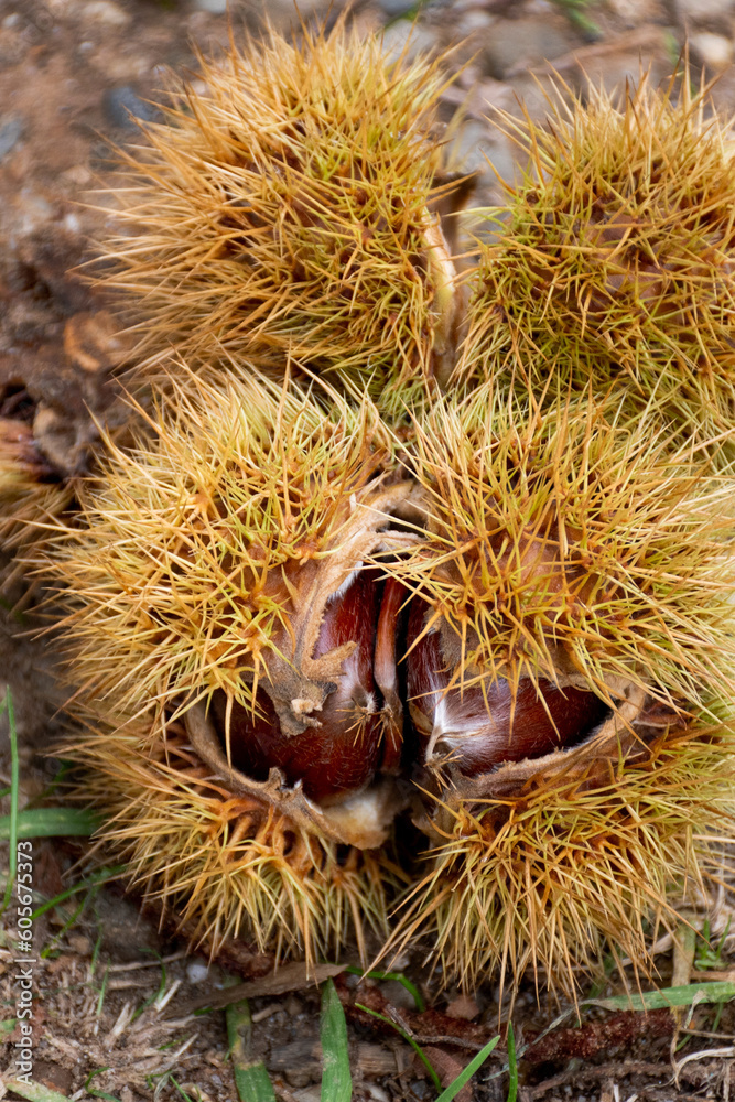 Fallen ripe sweet chestnuts in an open shell lying on the ground. Castanea sativa edible chestnuts harvest Fallen ripe sweet chestnuts in an open shell lying on the ground. Castanea sativa edible chestnuts harvest
