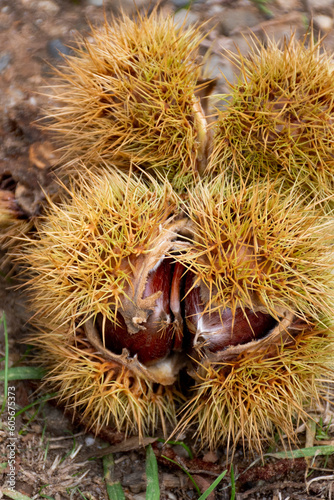 Fallen ripe sweet chestnuts in an open shell lying on the ground. Castanea sativa edible chestnuts harvest