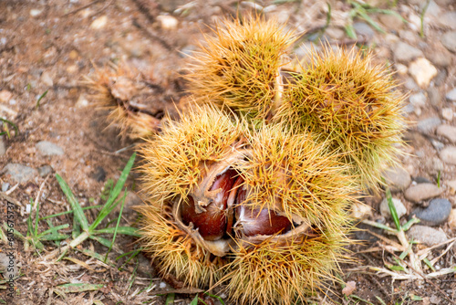 Fallen ripe sweet chestnuts in an open shell lying on the ground. Castanea sativa edible chestnuts harvest