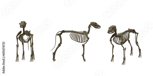 Photography Isolated 3d render of dog skeleton animal in 3 different view option for medical anatomy
