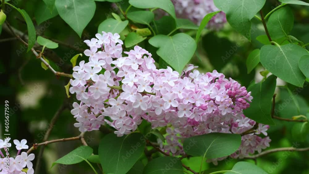 A beautiful purple lilac blooms on a bush in the garden, swaying in the wind. Flower concept. Syringa vulgaris A beautiful purple lilac blooms on a bush in the garden, swaying in the wind. Flower concept. Syringa vulgaris