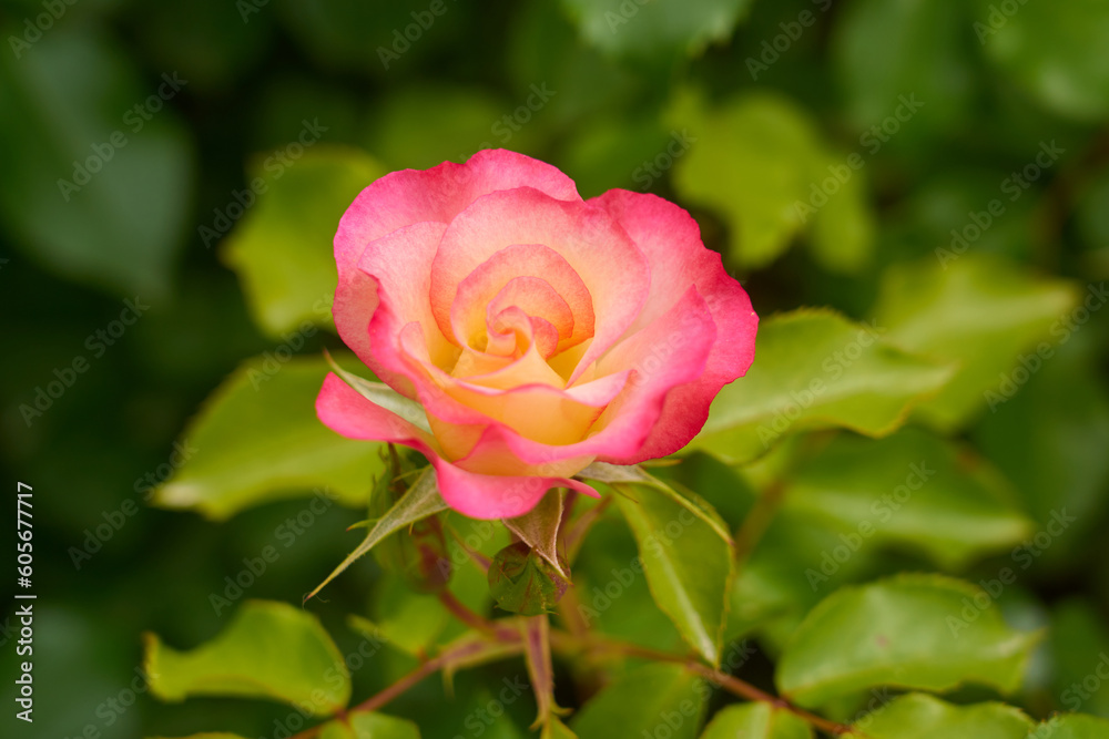 A pink rose on a branch with a blurred background. A pink rose on a branch with a blurred background.