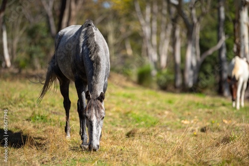 Brown horse grazing in a field on grass in a the wilderness. © William