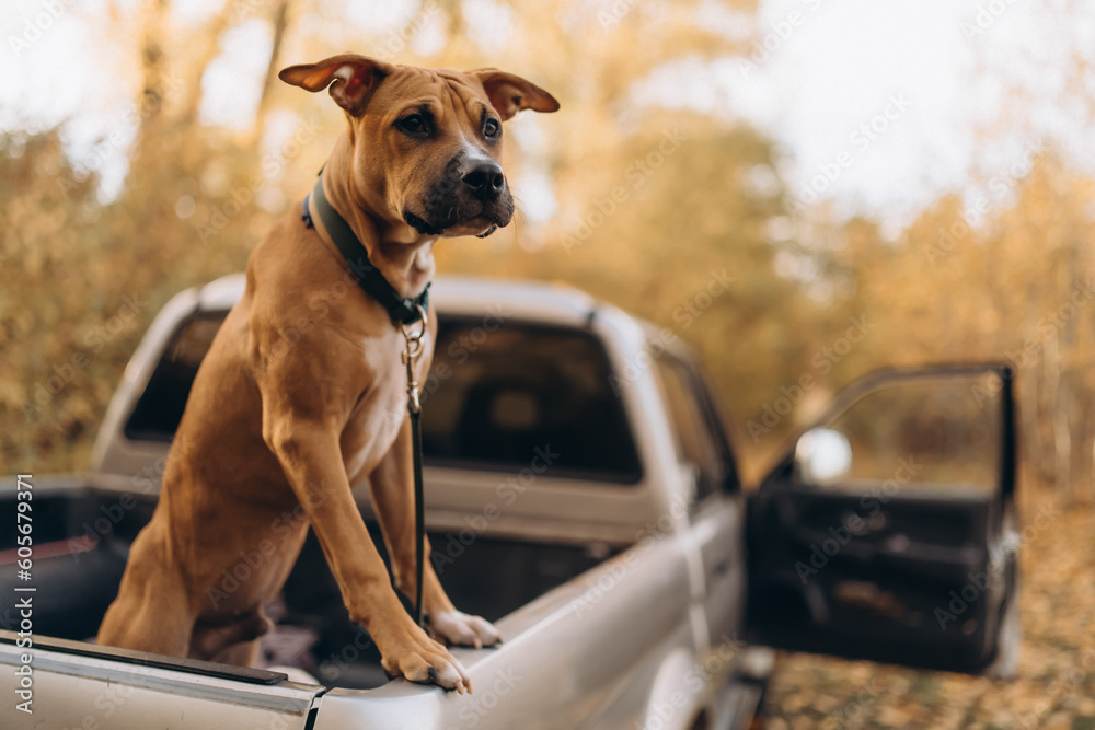 American Pit Bull Terrier, a dog with a leash on its neck that sits on the grass of the front yard.