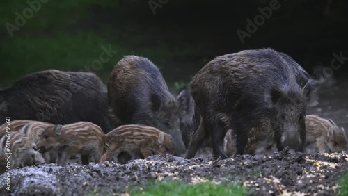 Herd of wild hogs feeding in the forest