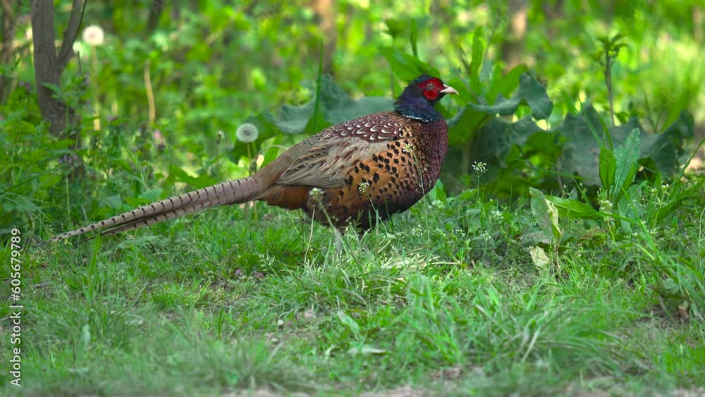 Male pheasant in the forest Male pheasant in the forest