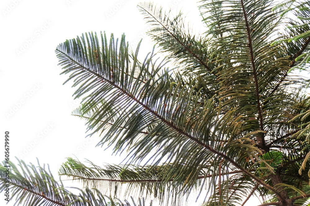 palm leaves and branches background cut out palm leaves and branches background cut out