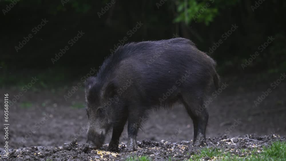 Young male wild hog rooting in the forest mud Young male wild hog rooting in the forest mud