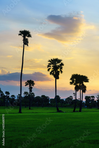 Rural rice farm with beautiful sunset sky.