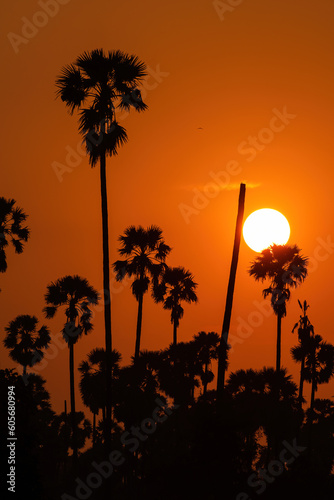 Silhouette sugar palm trees with orange sunset sky in rural. photo