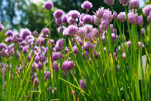 green stems and leaves with inflorescences of decorative honey onion with purple and purple flowers in the nursery garden against the sky