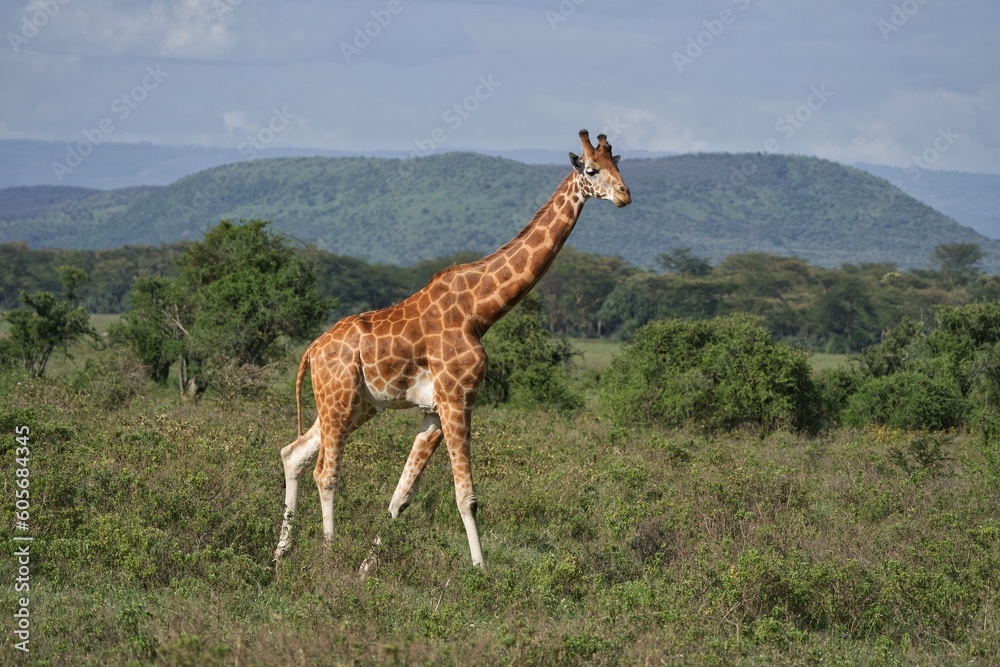 Obraz premium giraffe in the savannah