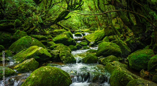 Fototapeta Naklejka Na Ścianę i Meble -  Moss and trees in the deep subtropical forest of Yakushima Island, Japan