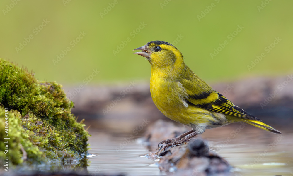 Adult male Eurasian Siskin (Spinus spinus) drinks water sitting on branch in wet mossy place near water pond