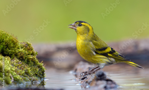 Adult male Eurasian Siskin (Spinus spinus) drinks water sitting on branch in wet mossy place near water pond © NickVorobey.com