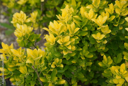 yellow in the garden
