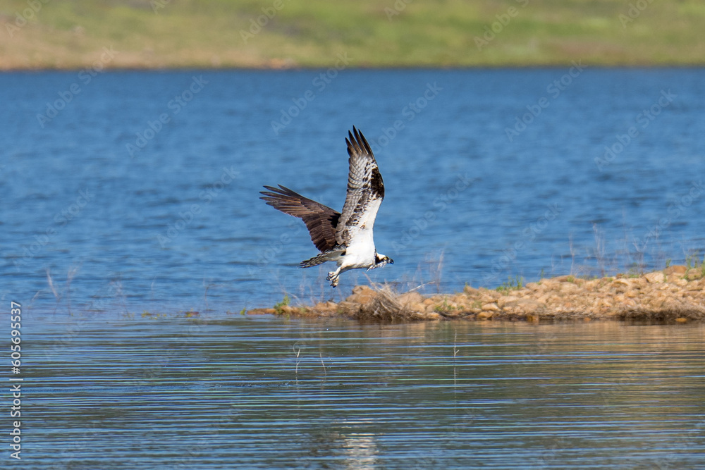 Naklejka premium Osprey flying in flight