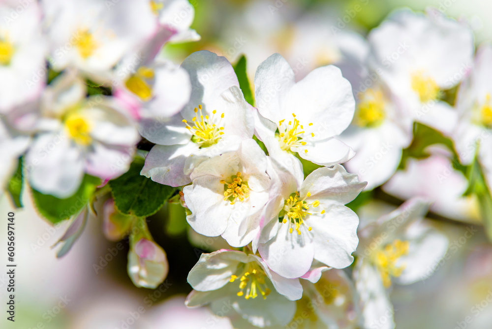 appletree blossom branch in the garden in spring
