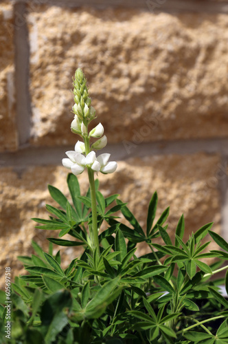 Closeup of a white Lupin flower just starting to open  Derbyshire England 