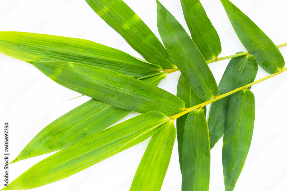 Bamboo leaf. Fresh green leaves on white background. Bamboo leaf. Fresh green leaves on white background.