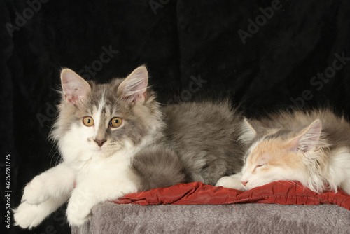Slika na platnu Kurilian bobtail