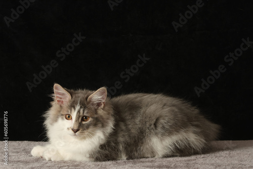 Schilderij op canvas Chat Kurilian bobtail