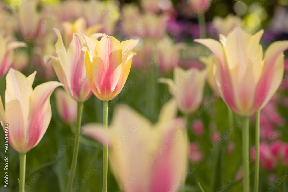 Many blossoming colourful tulips, flower field Many blossoming colourful tulips, flower field