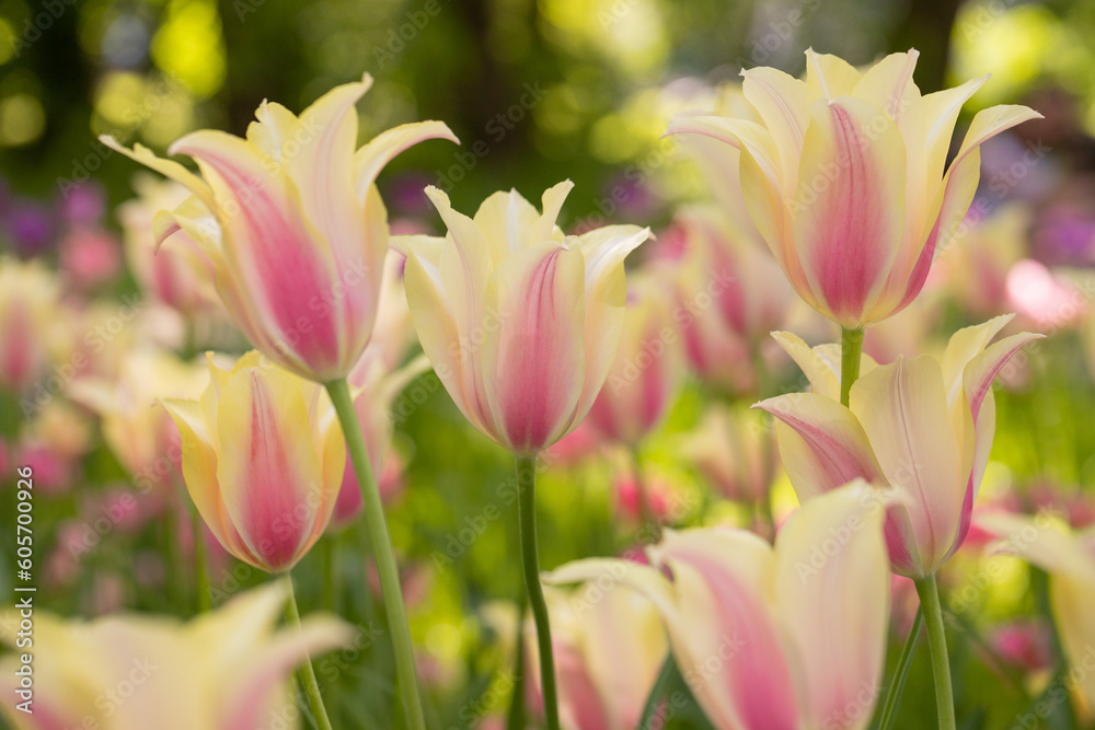 Many blossoming colourful tulips, flower field Many blossoming colourful tulips, flower field