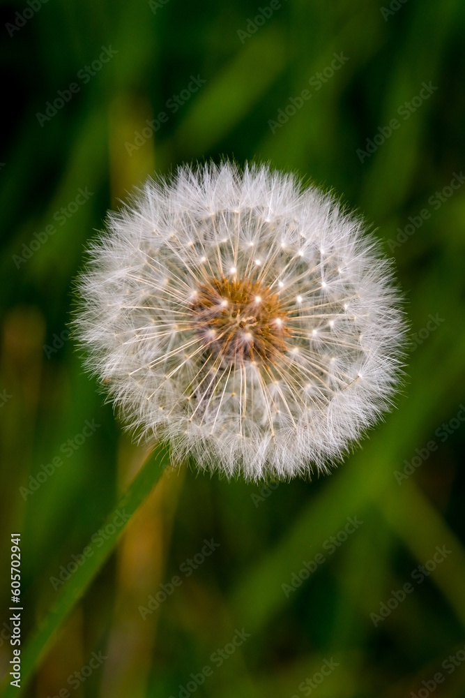 Fototapeta premium dandelion on green background
