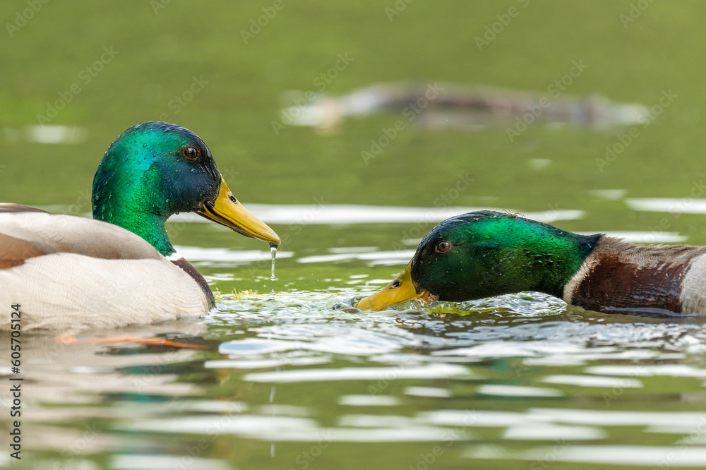 Obraz premium Mallard male (Anas platyrhynchos) swimming on a river.