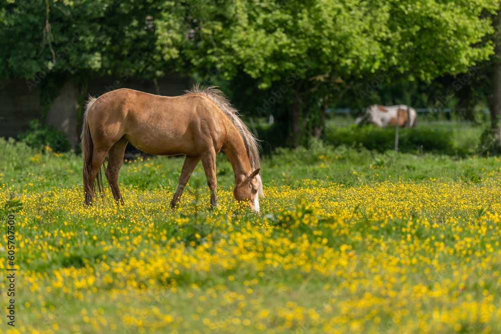 Horse in a green pasture filled with yellow buttercups. Horse in a green pasture filled with yellow buttercups.