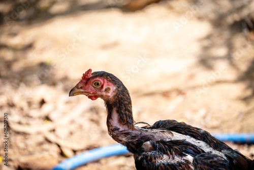 portrait of chicken 