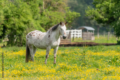 Horse in a green pasture filled with yellow buttercups.