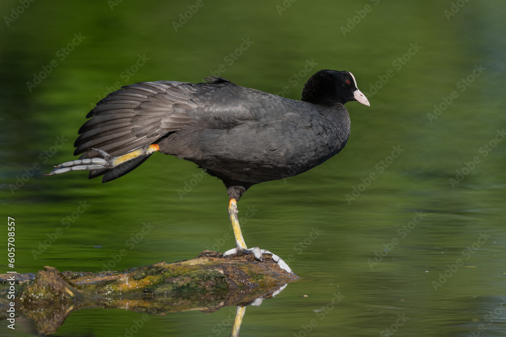 Eurasian coot (Fulica atra) stretching its wings on a river. Eurasian coot (Fulica atra) stretching its wings on a river.