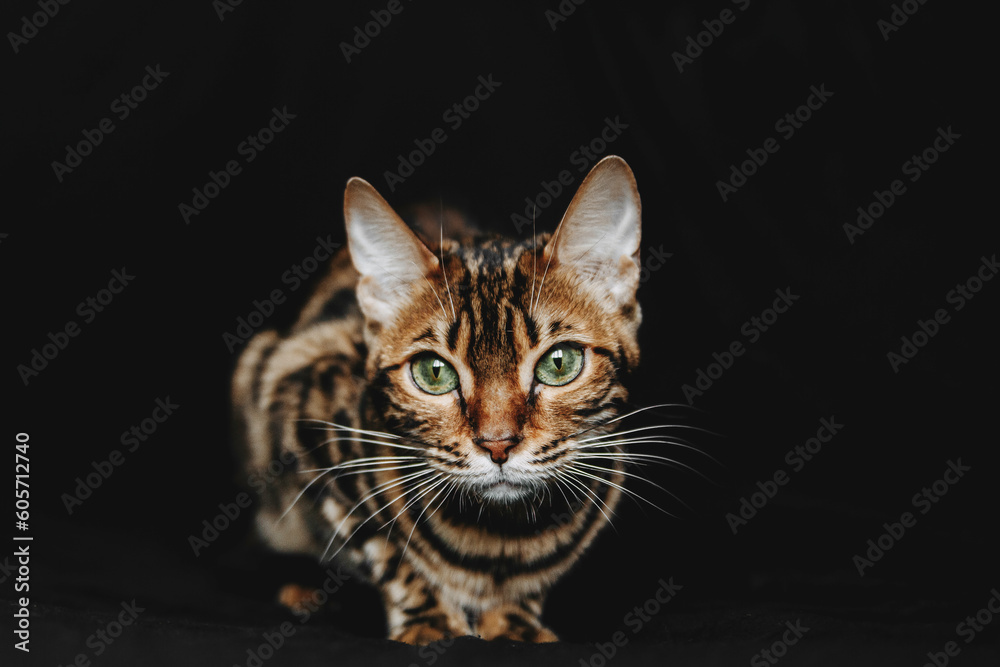 Studio shot of Bengal cats in front of black background