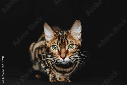 Studio shot of Bengal cats in front of black background © Lait_ph